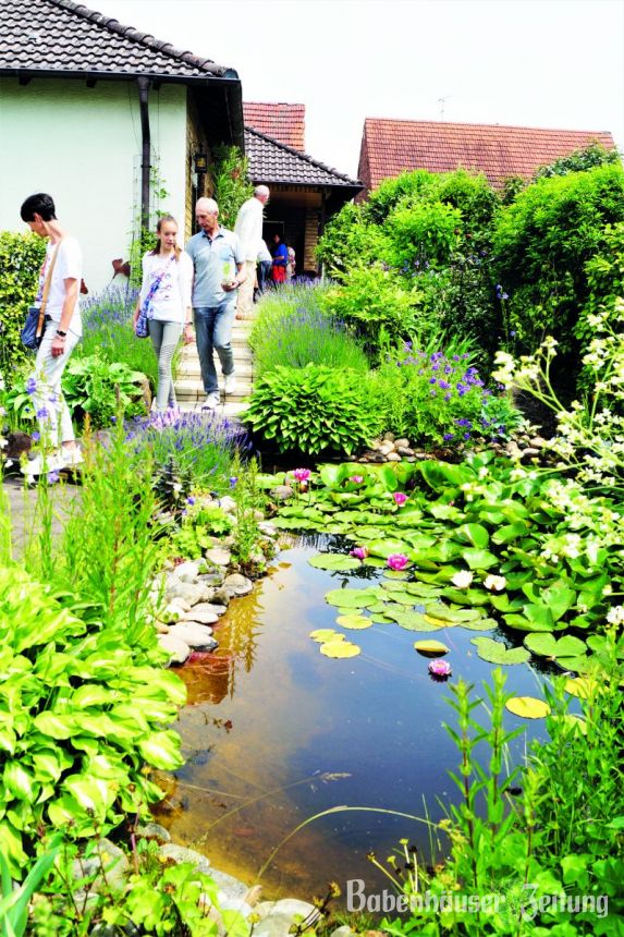 Die Geburt einer Libelle als Highlight im Garten